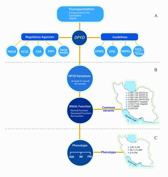 Pharmacogenetic DPYD Variants in the Iranian Population {faces}